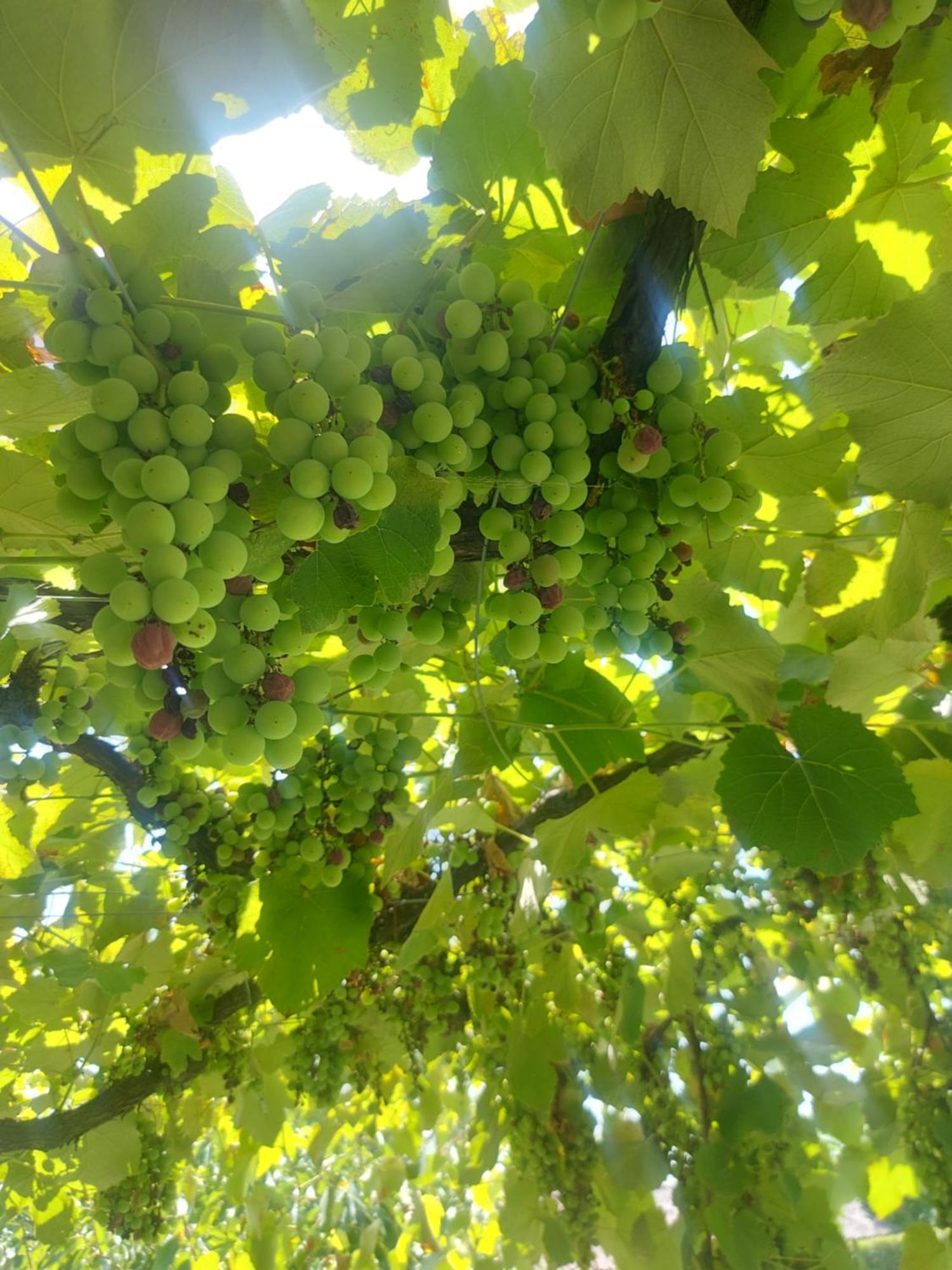 Balabani Local Stay Golubovci Εξωτερικό φωτογραφία