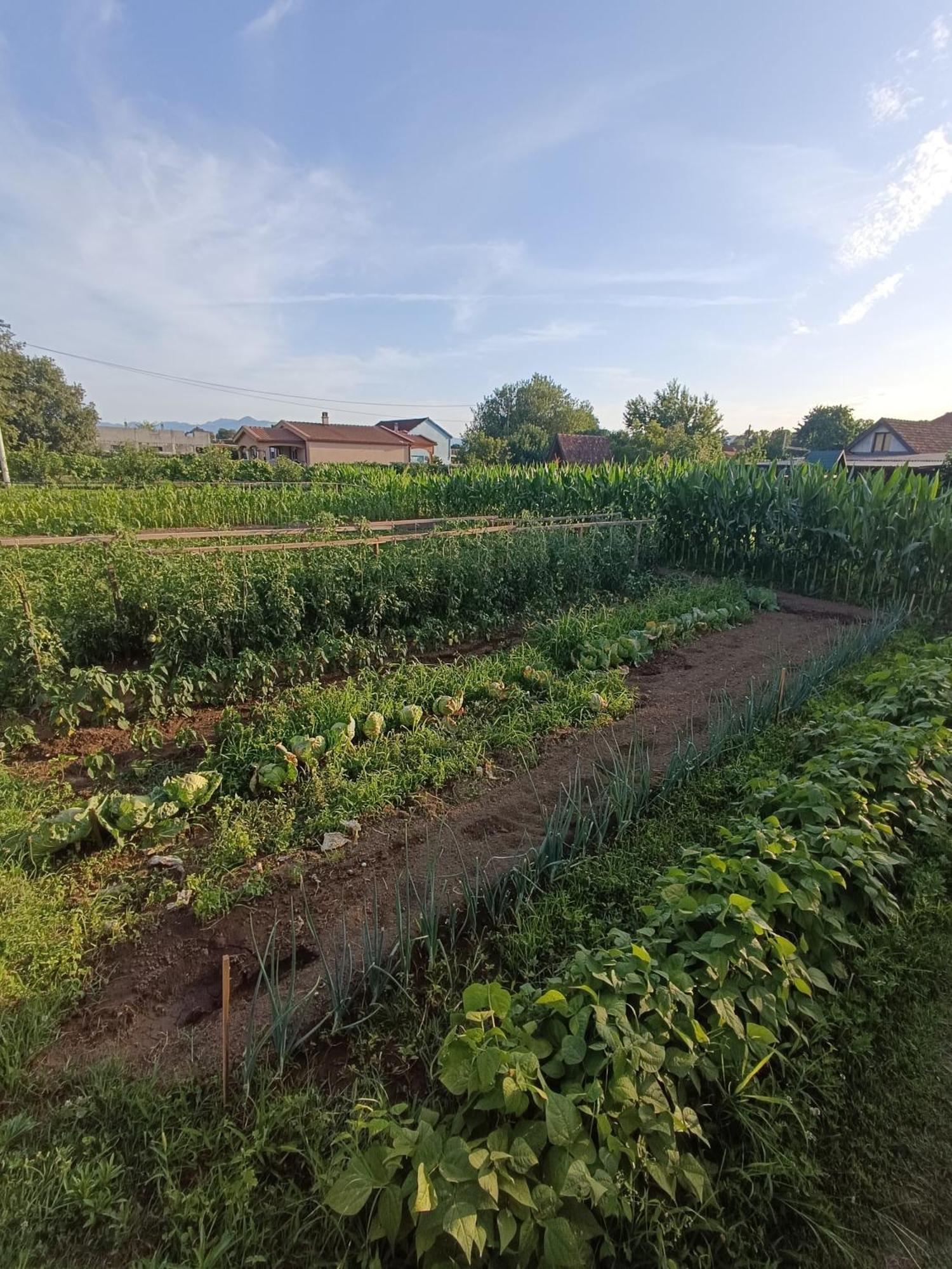 Balabani Local Stay Golubovci Εξωτερικό φωτογραφία